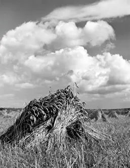 Stooking: WHEAT STOOKS