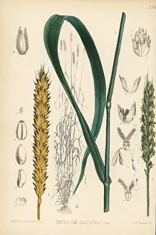 Triticum: Wheat, Triticum sativum