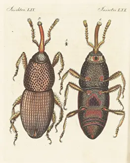 Ventral: Wheat weevil, Sitophilus granarius