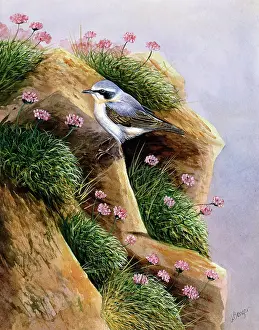 Benger: Wheatear