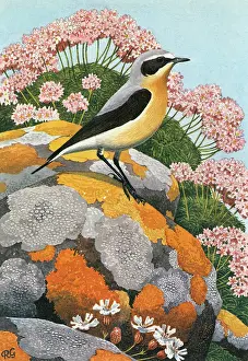Perch: Wheatear