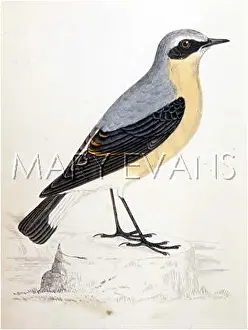 Wheatear: WHEATEAR (MORRIS)