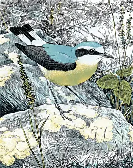 Wheatear: Wheatear or Northern Wheatear