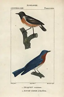 Wheatear: Wheatear, Oenanthe oenanthe, and eastern bluebird