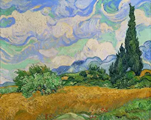 Wheatfield: Wheatfield and cypress trees