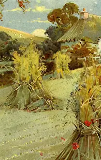 Nister: Wheatfield in summer