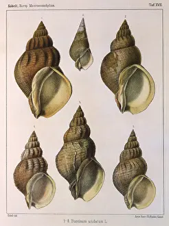 Seashell: Whelk Shell
