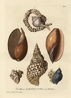 Auserlesenes: Whelks and sea snails with eggs