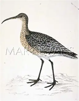 Numenius: WHIMBREL (MORRIS)