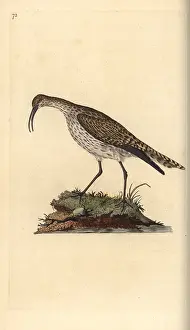 Numenius: Whimbrel, Numenius phaeopus
