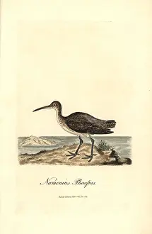 Numenius: Whimbrel, Numenius phaeopus