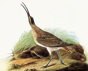Numenius: Whimbrel, Numenius phaeopus