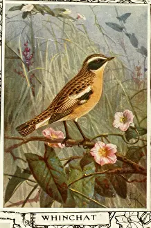 Grasses: Whinchat on a branch