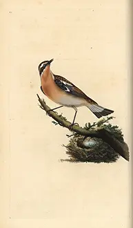 Whinchat: Whinchat, Saxicola rubetra