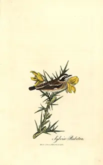 Whinchat: Whinchat, Saxicola rubetra