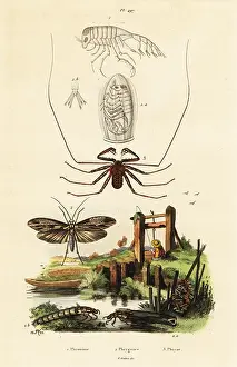 Phryne: Whip spider and caddisfly