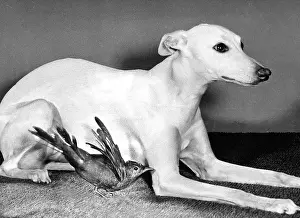 Whippet: Whippet and Blackbird