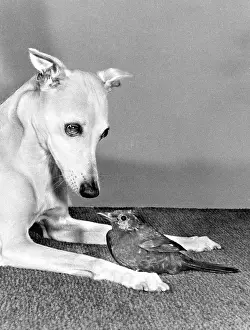 Whippet: Whippet and Blackbird