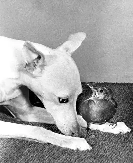Whippet: Whippet and Blackbird