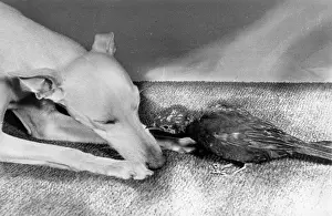 Whippet: Whippet and blackbird