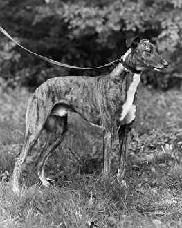 Whippets: Whippet on a lead
