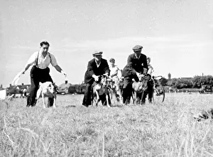 Whippets: WHIPPET RACE START