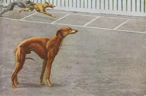 Whippet: Whippets