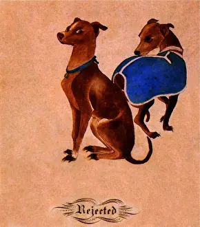 Whippets: Two Whippets