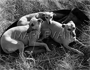 Whippets: THREE WHIPPETS