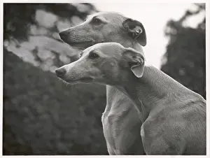 Whippet: Whippets by Thomas Fall, 1954