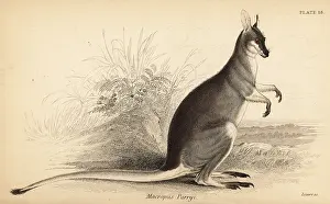 Volume Xi: Whiptail wallaby, Macropus parryi