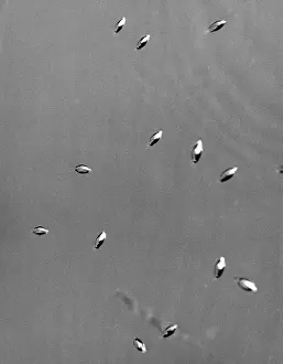 Whirligig: WHIRLIGIG BEETLES
