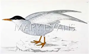 Whiskered: WHISKERED TERN (MORRIS)