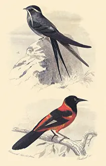 Perching: A Whiskered Treeswift and a Tanager