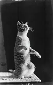 Whiskers: Whiskers the Cat