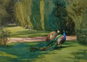 Mildred: The Whisper ' peacocks in a garden
