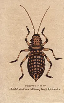 1798 1802: Whistle insect, Eugaster spinulosa