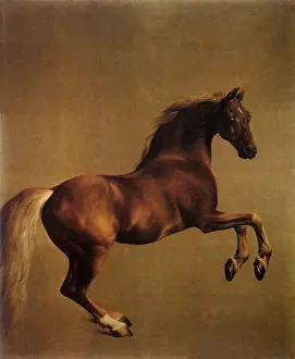 1762: Whistlejacket, by George Stubbs