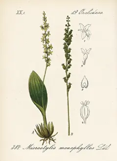 Adders: White adder's mouth orchid, Malaxis monophyllos