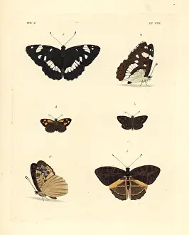 Sylph: White admiral, gold-spotted sylph and pathfinder butterflies