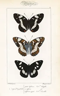 Pauquet: White admiral and southern white admiral