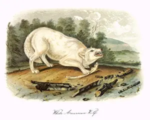 Wolves: White American Wolf