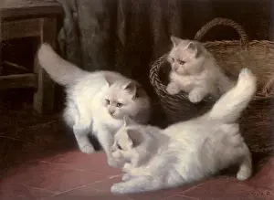 Heyer: Three White Angora Kittens