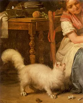 Angora: White Angora looks up at Woman