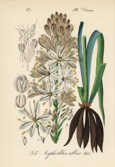 Albus: White asphodel, Asphodelus albus