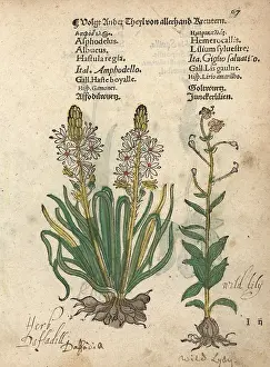 Albus: White asphodel, Asphodelus albus, and wild