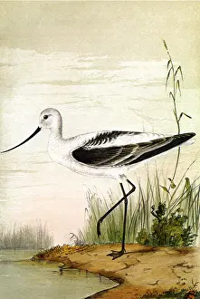 Avocet: White Avocet
