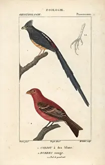Enucleator: White-backed mousebird, Colius colius, and