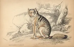 Thous: White-barred aguara fox, Cerdocyon mesoleucus