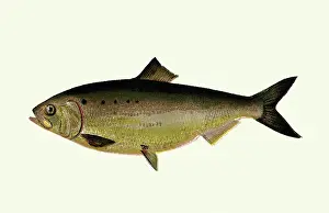 Pinks: White Bass